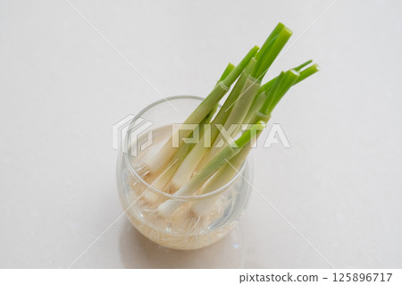 Image of green onions being grown in water (stock photo) 125896717