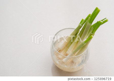 Image of green onions being grown in water (stock photo) Image of green onions being grown in water (stock photo) 125896719