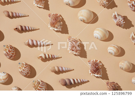 Summer vacation background with seashells of different shapes and textures arranged neatly beige background. 125896799