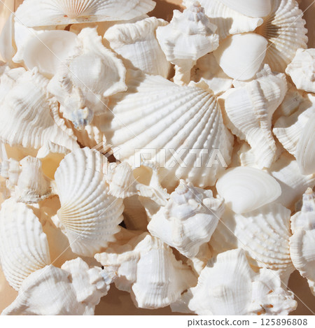 Ocean background with brown shells of different shapes 125896808