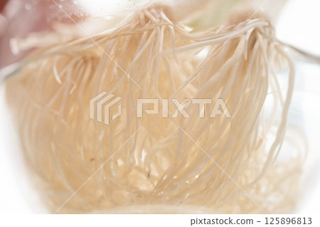 Roots of leeks grown in water (stock photo) 125896813
