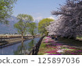 Shinshu Azumino Field Northern Alps and Kagoshima (Scenery) Scenery with spring cherry Azumino popular shooting point Shinshu Azumino Field Northern Alps and Kagoshima (Scenery) Scenery with spring cherry Azumino popular shooting point 125897036