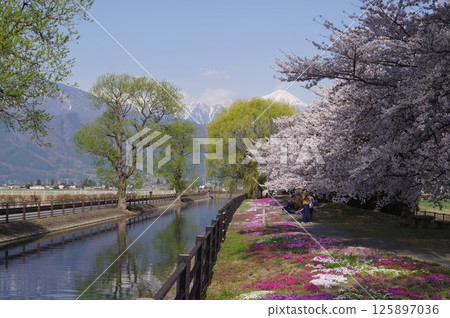Shinshu Azumino Field Northern Alps and Kagoshima (Scenery) Scenery with spring cherry Azumino popular shooting point Shinshu Azumino Field Northern Alps and Kagoshima (Scenery) Scenery with spring cherry Azumino popular shooting point 125897036