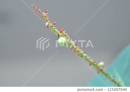 Coccoloba uvifera ,Sea grape or POLYGONACEAE seed and flower Coccoloba uvifera ,Sea grape or POLYGONACEAE seed and flower 125897040