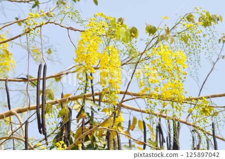 Golden shower , Cassia fistula or pudding pipe tree or Cassia fistula Linn and sky 125897042