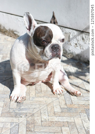 dog or french bulldog, unaware French bulldog or sitting French bulldog 125897045