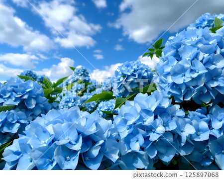 多雲的天空下，藍色繡球花上點綴著水滴 125897068