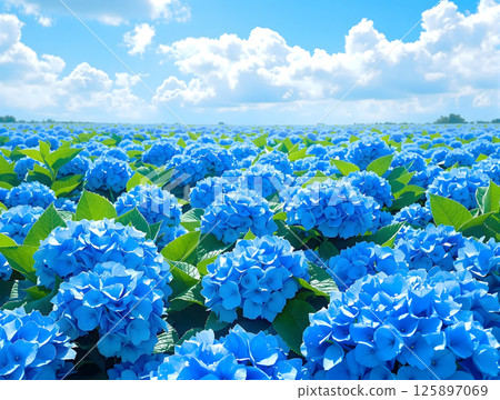 多雲天空下的藍色繡球花 125897069