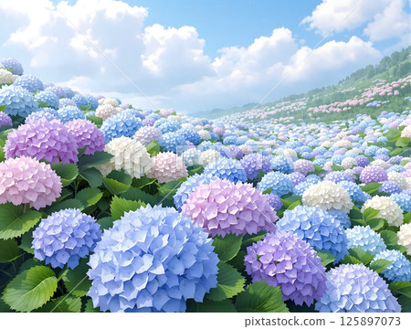 Colorful pale hydrangea flowers blooming under the sky in the valley Colorful pale hydrangea flowers blooming under the sky in the valley 125897073