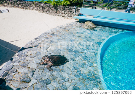 沖繩美麗海水族的海龜 125897093