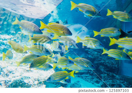 沖繩美麗海水族的鯛魚 125897103