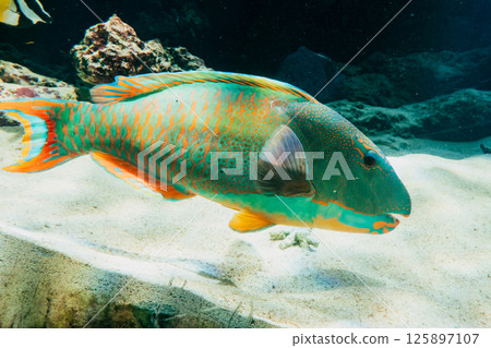 Parrotfish at Okinawa Churaumi Aquarium 125897107
