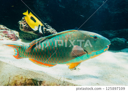 Parrotfish at Okinawa Churaumi Aquarium 125897109