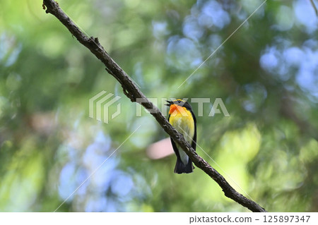 A male Narcissus flycatcher flapping its wings from a branch 125897347