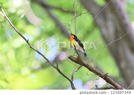 A male Narcissus flycatcher flapping its wings from a branch 125897349