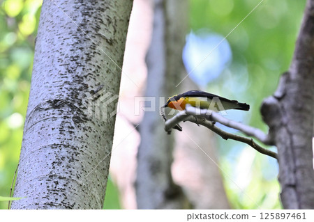 A male Narcissus flycatcher eating a caterpillar 125897461