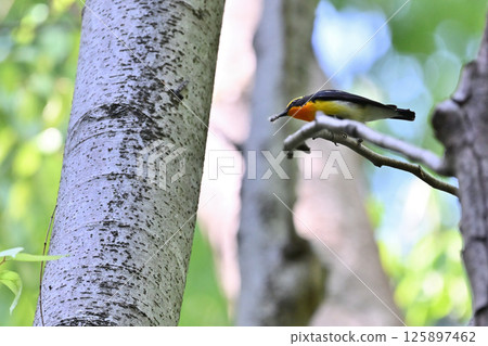 一隻雄性水仙霸鶲正在吃毛毛蟲 一隻雄性水仙霸鶲正在吃毛毛蟲 125897462