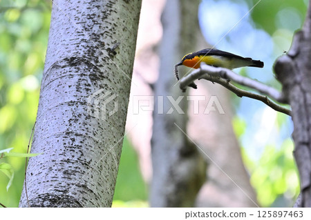 一隻雄性水仙霸鶲正在吃毛毛蟲 125897463