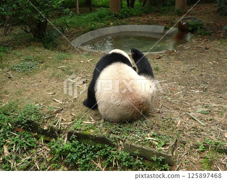 熊貓在後面 125897468
