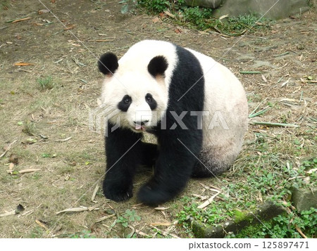 成都研究基地的大貓熊 125897471