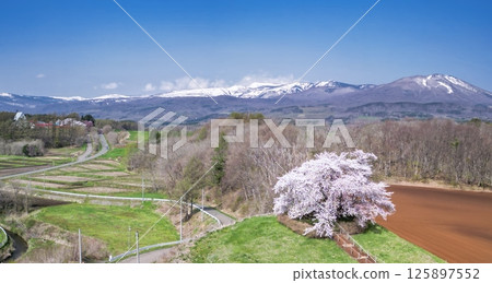 岩手縣玉內市的一棵櫻花樹的風景 岩手縣玉內市的一棵櫻花樹的風景 125897552