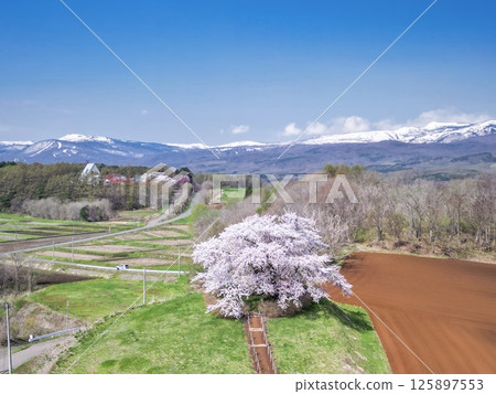 岩手縣玉內市的一棵櫻花樹的風景 125897553
