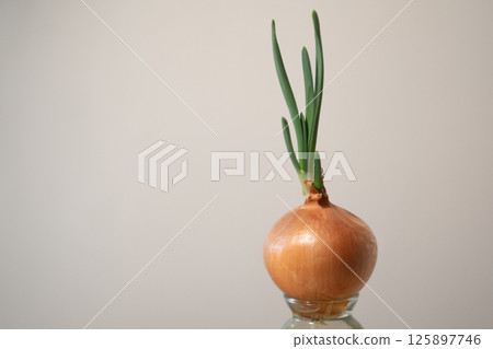 Image of onion growing in water (stock photo) Image of onion growing in water (stock photo) 125897746