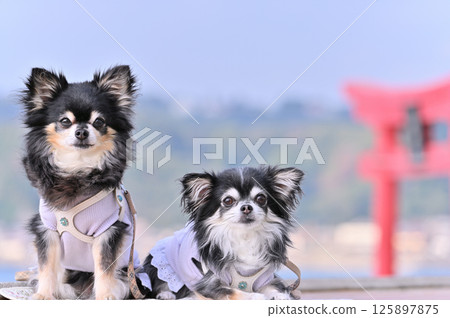 Summer trip with my dog wearing cool clothes Beach resort Long coat Chihuahua Summer trip with my dog wearing cool clothes Beach resort Long coat Chihuahua 125897875