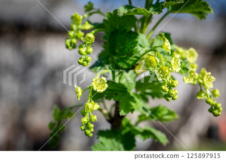 Currant Bush in Bloom with Green Flowers and Fresh Leaves 125897915