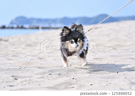 Walking on the beach with my dog, long-coated Chihuahua Walking on the beach with my dog, long-coated Chihuahua 125898052