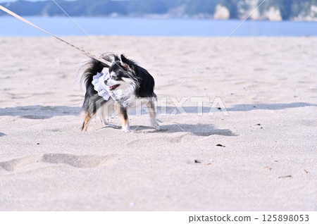 Walking on the beach with my dog, long-coated Chihuahua Walking on the beach with my dog, long-coated Chihuahua 125898053