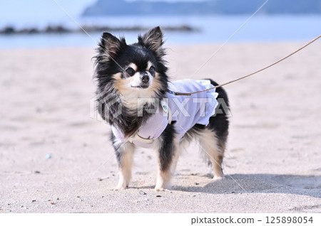 Walking on the beach with my dog, long-coated Chihuahua Walking on the beach with my dog, long-coated Chihuahua 125898054