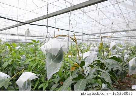 Scenery of plants being grown in a vinyl greenhouse 125898055