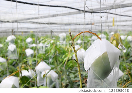 栽培水果風景 125898058