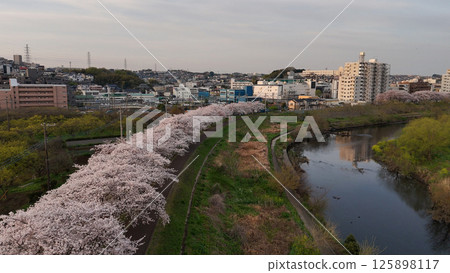 Tsurumi River and Kamoi cherry blossom trees (aerial view) - Yokohama, Kanagawa Prefecture, Japan Tsurumi River and Kamoi cherry blossom trees (aerial view) - Yokohama, Kanagawa Prefecture, Japan 125898117