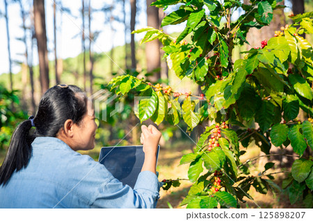 Harvest coffee bean ripe Red berries typing laptop computer check quality control plant coffee tree. Smart farmer using laptop in green coffee farm sustainable quality control agriculture technology Harvest coffee bean ripe Red berries typing laptop computer check quality control plant coffee tree. Smart farmer using laptop in green coffee farm sustainable quality control agriculture technology 125898207