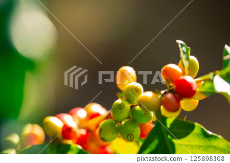 Close up harvest red ripe coffee seed robusta arabica berry harvesting coffee farm. Harvest coffee bean ripe Red berries plant fresh seed coffee tree growth in green eco organic farm green background 125898308