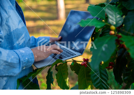 Harvest coffee bean ripe Red berries typing laptop computer check quality control plant coffee tree. Smart farmer using laptop in green coffee farm sustainable quality control agriculture technology Harvest coffee bean ripe Red berries typing laptop computer check quality control plant coffee tree. Smart farmer using laptop in green coffee farm sustainable quality control agriculture technology 125898309