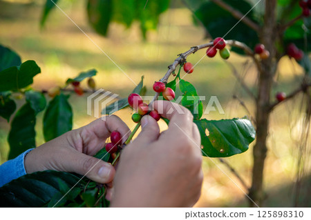Harvest coffee bean ripe Red berries typing laptop computer check quality control plant coffee tree. Smart farmer using laptop in green coffee farm sustainable quality control agriculture technology 125898310