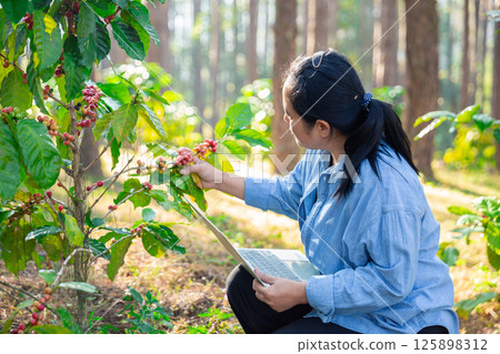 Harvest coffee bean ripe Red berries typing laptop computer check quality control plant coffee tree. Smart farmer using laptop in green coffee farm sustainable quality control agriculture technology 125898312