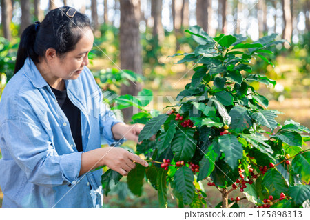 Harvest coffee bean ripe Red berries typing laptop computer check quality control plant coffee tree. Smart farmer using laptop in green coffee farm sustainable quality control agriculture technology 125898313