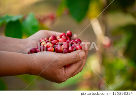 Close up hand harvest red ripe coffee seed robusta arabica berry harvesting coffee farm. Hand people harvest coffee bean ripe Red berries plant fresh seed coffee tree growth in green eco organic farm 125898334