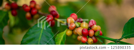 Close up harvest red ripe coffee seed robusta arabica berry harvesting coffee farm. Harvest coffee bean ripe Red berries plant fresh seed coffee tree growth in green eco organic farm green background 125898335