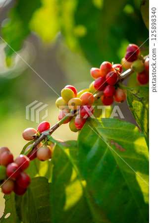 Close up harvest red ripe coffee seed robusta arabica berry harvesting coffee farm. Harvest coffee bean ripe Red berries plant fresh seed coffee tree growth in green eco organic farm green background Close up harvest red ripe coffee seed robusta arabica berry harvesting coffee farm. Harvest coffee bean ripe Red berries plant fresh seed coffee tree growth in green eco organic farm green background 125898340