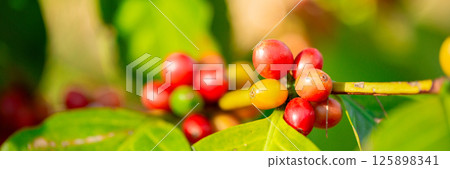 Close up harvest red ripe coffee seed robusta arabica berry harvesting coffee farm. Harvest coffee bean ripe Red berries plant fresh seed coffee tree growth in green eco organic farm green background Close up harvest red ripe coffee seed robusta arabica berry harvesting coffee farm. Harvest coffee bean ripe Red berries plant fresh seed coffee tree growth in green eco organic farm green background 125898341