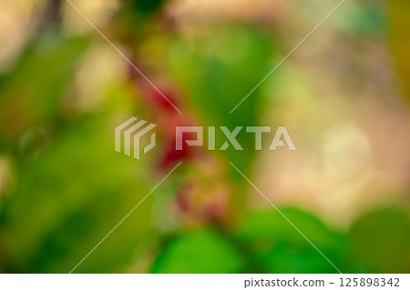 Blur image of harvest red ripe coffee seed robusta arabica berry harvesting coffee farm. Harvest coffee bean ripe Red berries plant fresh seed coffee tree growth in green organic farm green background Blur image of harvest red ripe coffee seed robusta arabica berry harvesting coffee farm. Harvest coffee bean ripe Red berries plant fresh seed coffee tree growth in green organic farm green background 125898342