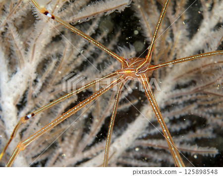Long-legged Ortmann's wall shrimp 125898548