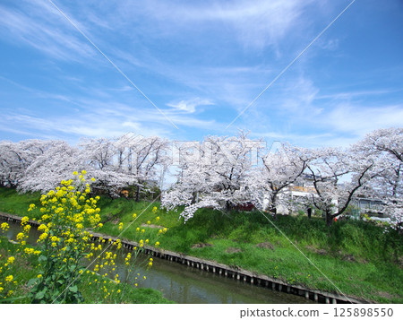 Scenery with cherry blossoms and rape flowers 125898550