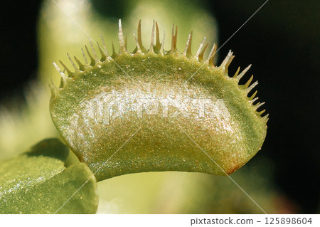 食肉植物捕蠅草的捕蟲葉 125898604