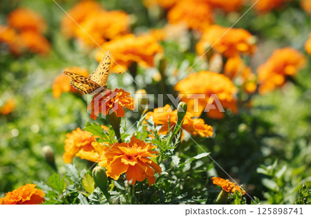 Fritillary butterfly and marigold 125898741